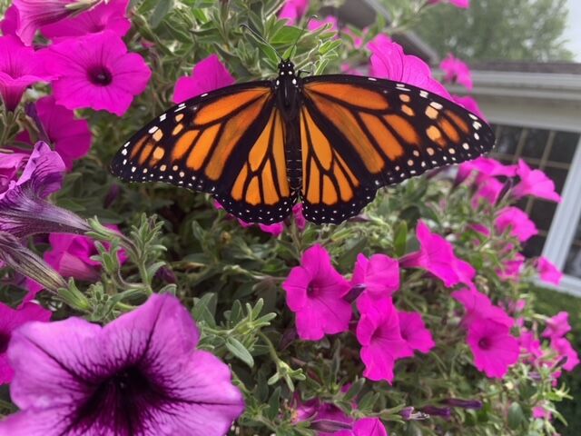 Spreading her wings
